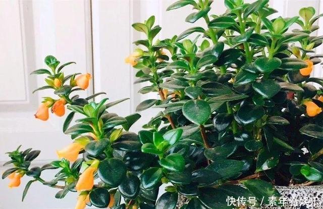 『真够』吊兰家族真够多,个个爆脾气,呼呼爆盆,披头散发颜值高