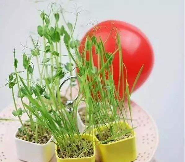  「雅致」播三五盆清新雅致的芽苗菜盆栽，靠自己的双手，尝尝春天的味道！
