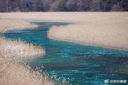 美极了!九寨沟芦苇开好了