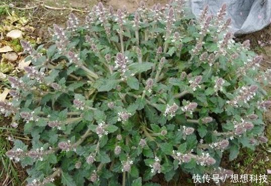 农田里见到此种野草，麻烦高抬贵手，其实是上好野菜，炖鸡一绝