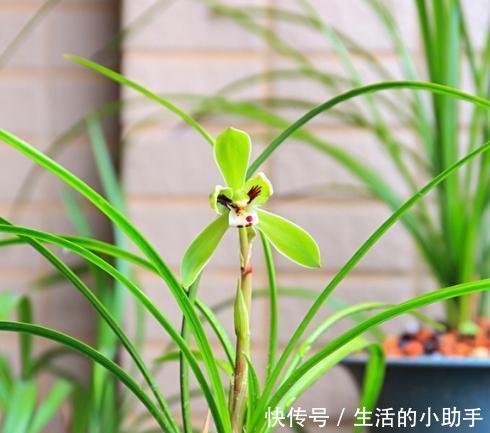 就不会出现@兰花施肥有“讲究”,四季肥料各不同,教你正确施肥“小技巧”
