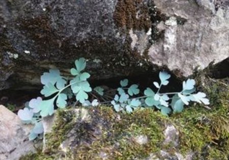  #采挖#这种不凡野生物，最好别让我看到你采挖，它如此珍贵，值