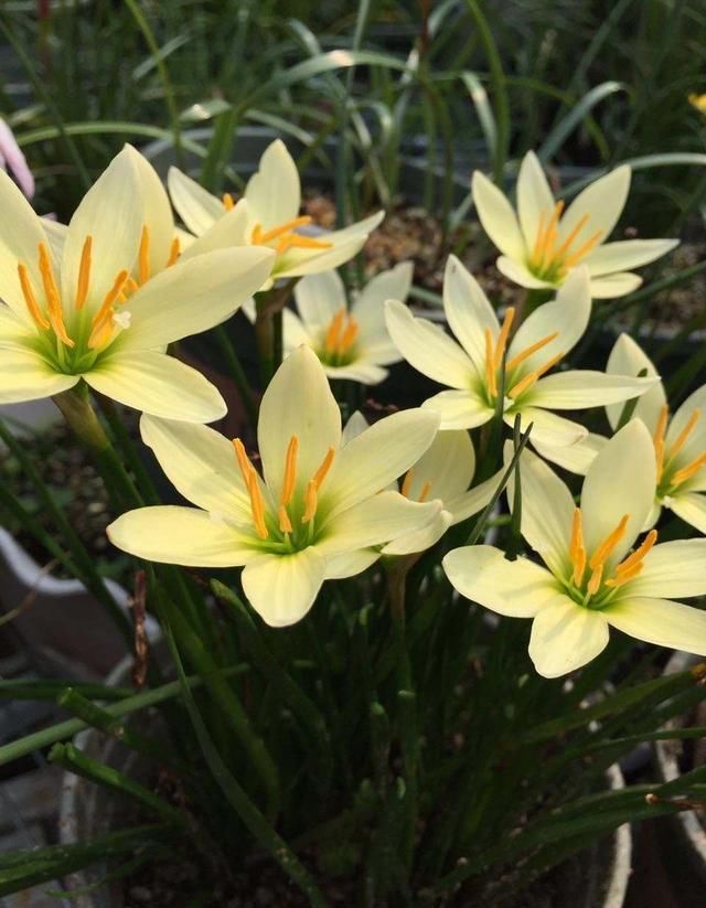  『漂亮』皮实又便宜的“3种花”，就养它，动不动开爆盆，耐晒漂亮