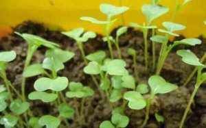  #蔬菜#阳台种菜，用一个小方法，种的菜长得又肥又壮又旺，收获真多
