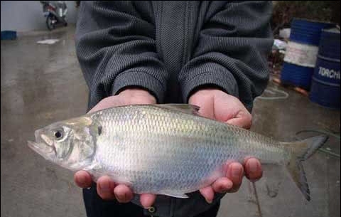 与长江刀鱼齐名，野生的80年代已经绝迹，养殖品一斤160元