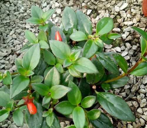  扦插繁殖■金鱼吊兰什么时候扦插易冒小白根存活？养花达人说一年四季都可以