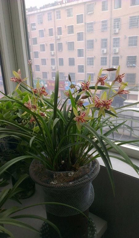  『不妨』喜欢菊花，不妨养盆“高档玫瑰”瑞典女王，仙气满满，芳香迷人！