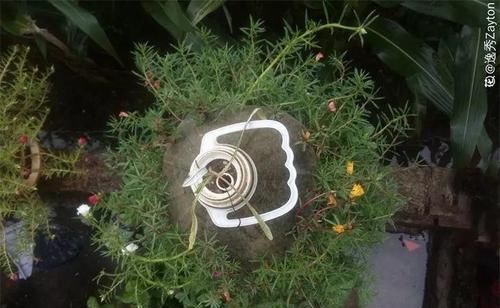 『花柱』把花插在油桶里,疯狂晒7天,开成大花柱!