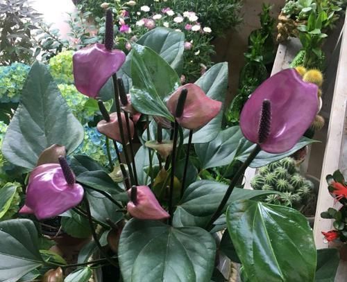 「通风」开紫色花朵的红掌您见过吗?开花紫色很梦幻,缺点明显很无奈