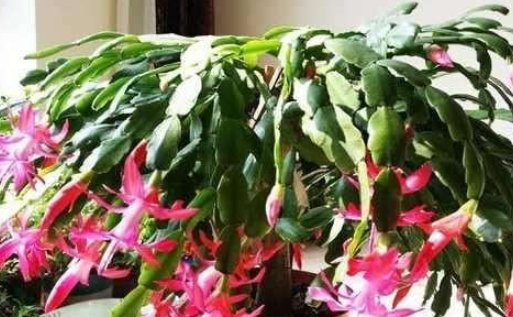  【扦插】4种很好繁殖的盆栽植物，买上一株就能爆满，阳台变花海