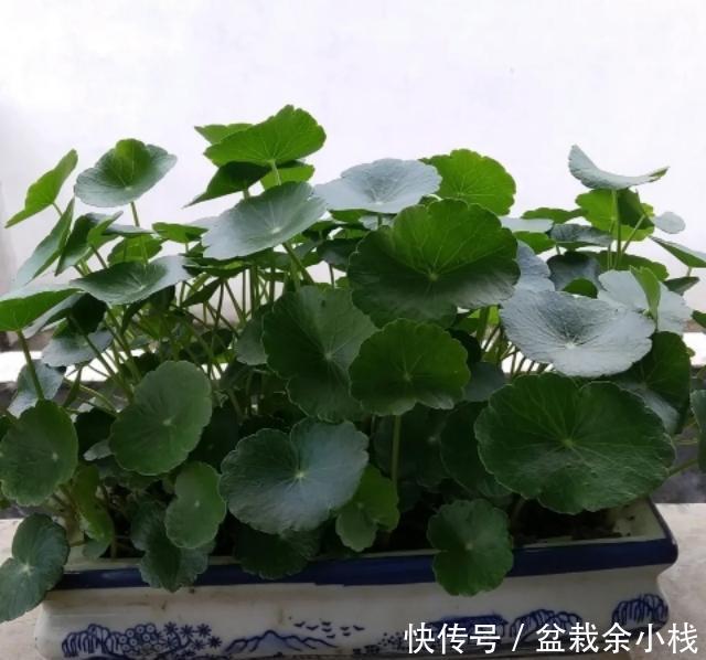  [轻松]养铜钱草，这两点要做好，绿叶又圆又大又绿，轻松爆长一大盆
