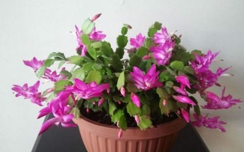  『提高』“4种花”最适合养卧室，漂亮又养人，提高睡眠质量，心情好！
