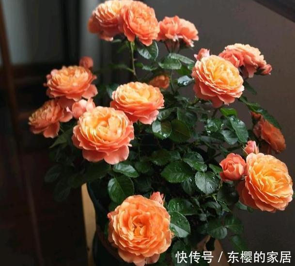 『室内』这3款花忒适合室内盆栽,花开芳香艳丽,可净化空气、平衡湿度