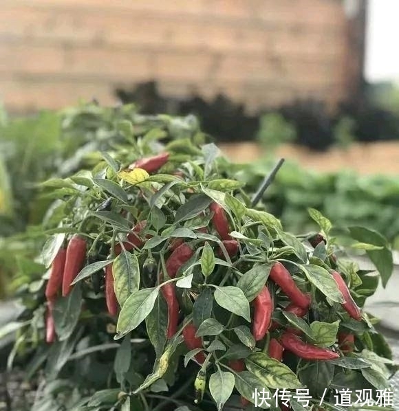  辣椒■阳台种辣椒有妙招，盆里加点小东西，辣椒成串，吃不完！