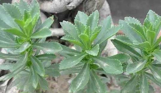 农民口中的“救命草”，如今野生的数量少，一斤能卖200多