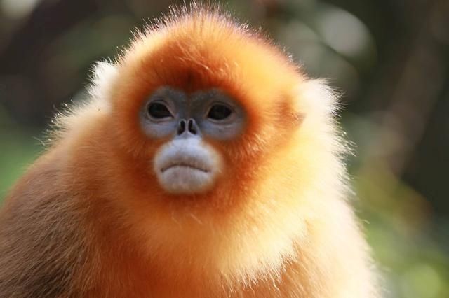 景区猴子撕扯游客背包翻零食，无底线纵容，还是该制止？