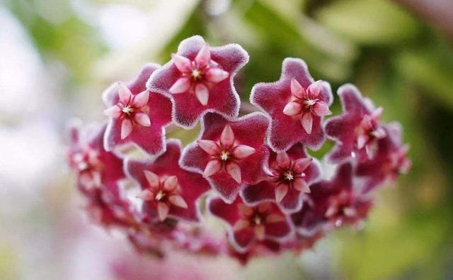  「香香」夏天开花不断，推荐5种香香花，放在阳台，浓香一整夏，花开绚丽