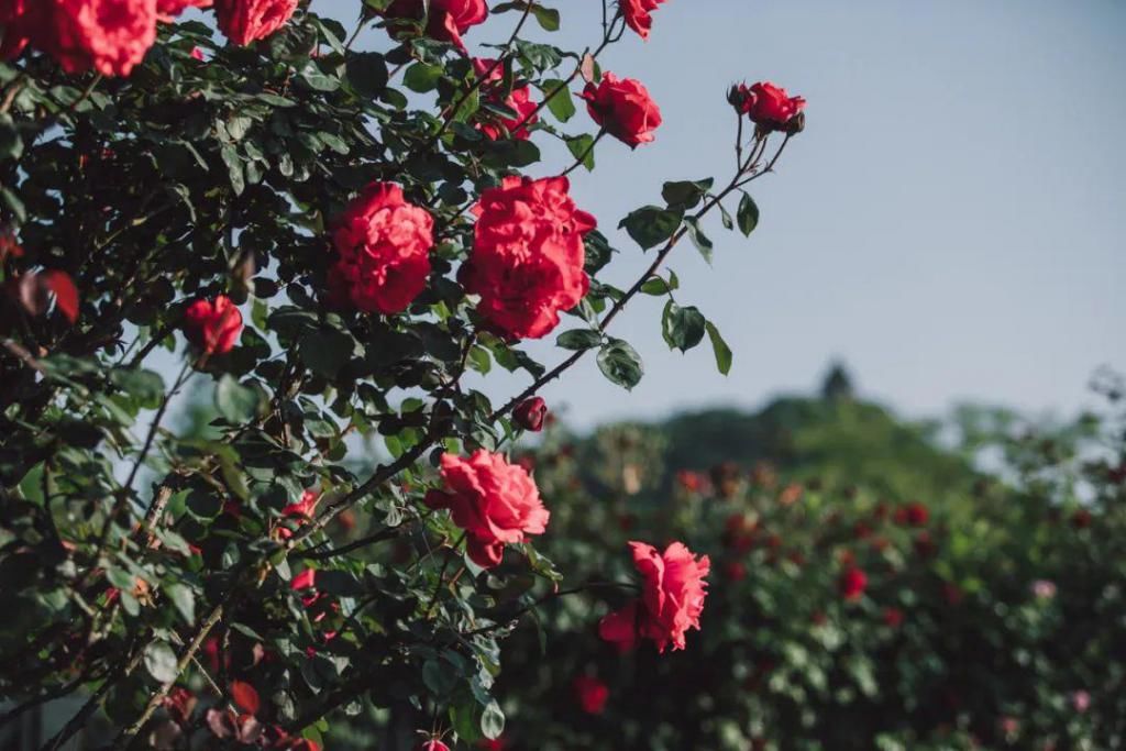  不少：惊艳！月季盛开，松江这条“花路”风景你错过了吗？