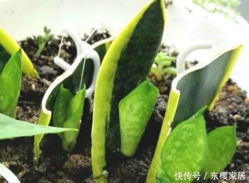 适合:4种花最适合“叶插”,掐个叶子插土里就能活,既不娇气还好养