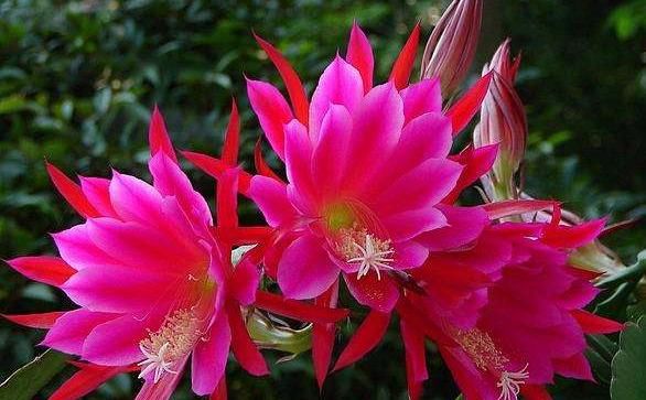  [喜欢]懂花的人喜欢这“4种”，开花就像“花瀑布”，耐晒好养、花稠密