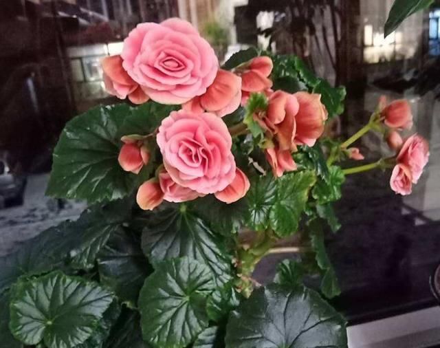  『度夏』4种花堪称“夏必死”，怕热又怕涝，现在不适合买！