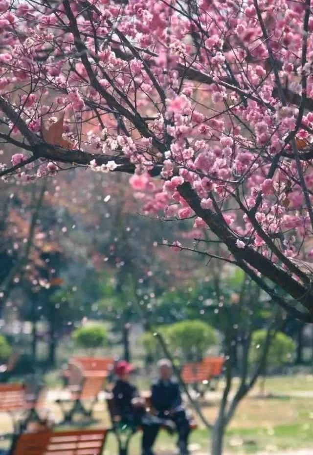 阳春三月,群芳争艳!来看西安这些“花花世界”的最佳踏春赏花指南