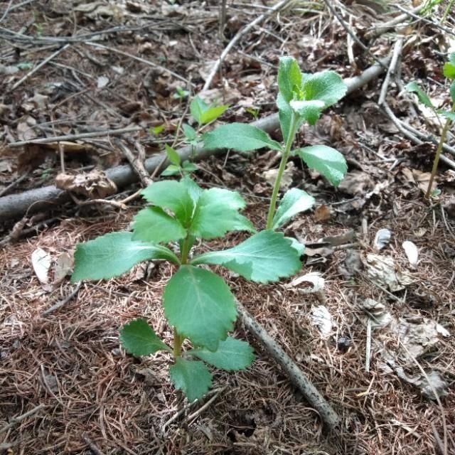「山野菜」东北大山里的山野菜,你见过的有几种,能说出来吗
