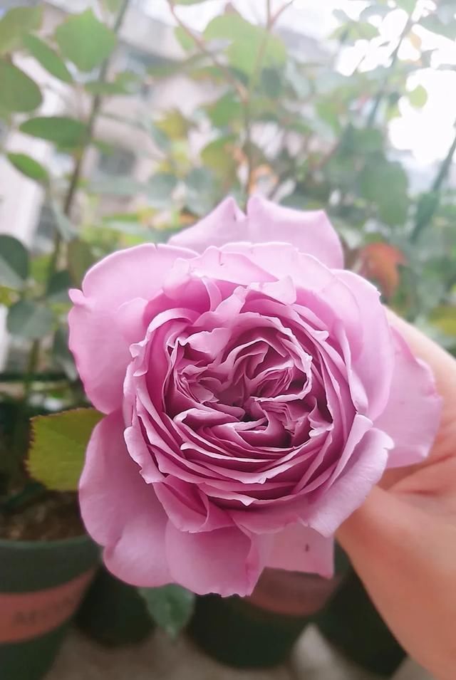  『丰花性好』狼家自育的表现到底如何，戳进来看看花友们的大实话