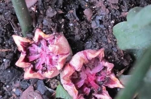  「栽培一叶兰」摆放在角落里不起眼的一叶兰，却是家里特耐看的观叶植物