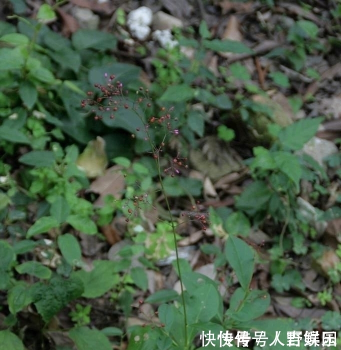  营养■农村这植物，人称“土人参”，营养极高，十分珍贵，遇到