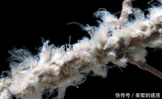 绿植|介壳虫成灾?别担心,这些方法轻松治愈你心爱的绿植!