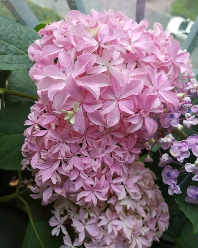 #图片作者#有一颗爱花的心,就算只有个封闭小阳台,也能养出一片花海!