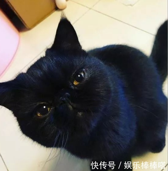 关晓彤黑猫辟谣分手传闻
