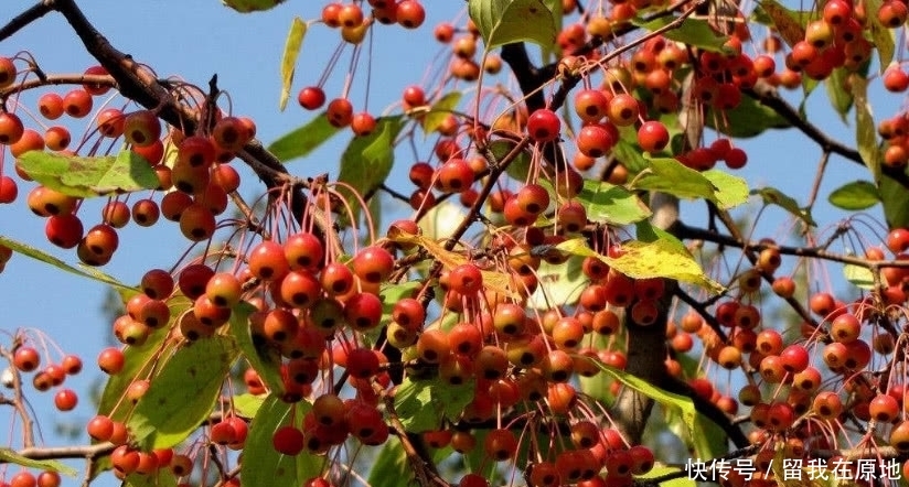 农村渐渐消失的7大野果，越来越稀罕、难得，有的已经看不见了！