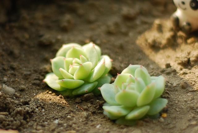 「植物」这3种大戟科的多肉植物有毒,养护的时候,须留心