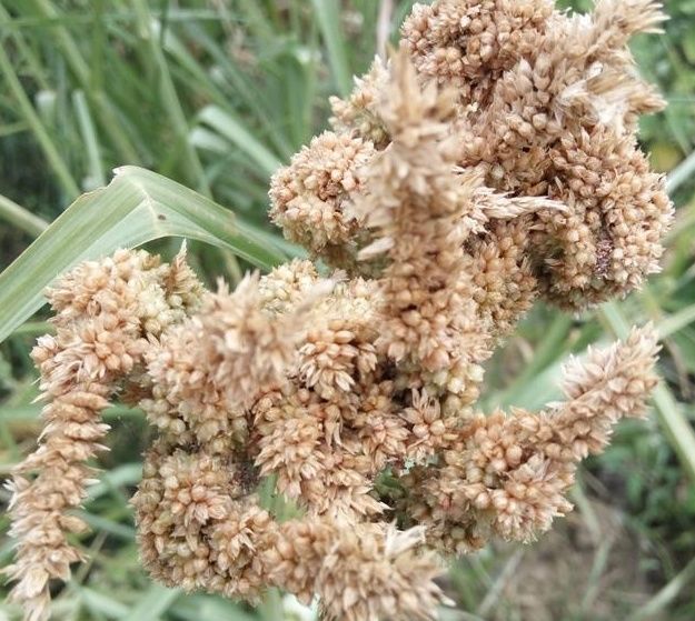  「芝麻」农村渐渐消失的3种农作物，认识两个说明你很有生活！