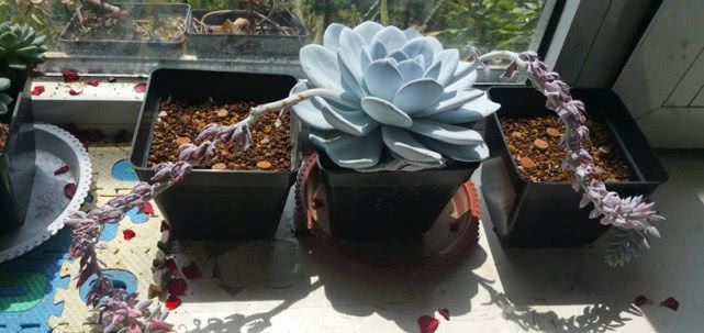 『观赏价值』最值得入手的多肉植物,十块钱能买好几棵,“仙气”十足好养活!