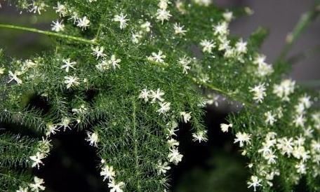  『小白花』文竹变成“黄脸婆”？狠心“一刀剪”，新芽钻出土，还能开小白花