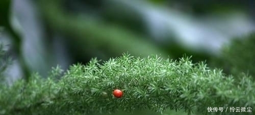 【柔软】你见过名字好听的3朵花,狐狸尾巴天文冬季名单中的几朵吗?