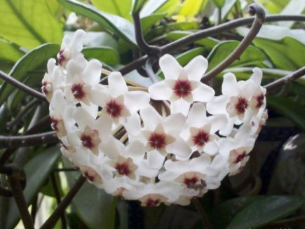  『花香』养花养这四款，花开繁盛花香怡人，花朵粉嫩丰腴，绚丽夺目