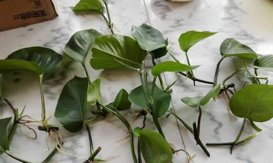  #花友#绿萝虽然很平常，打扮一下也能很惊艳！做一做造型，好看不少哦！