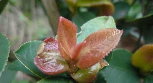  『植物』茶树上一叶子，名为耳朵花，农村小孩最爱生吃，城里人大多没见过