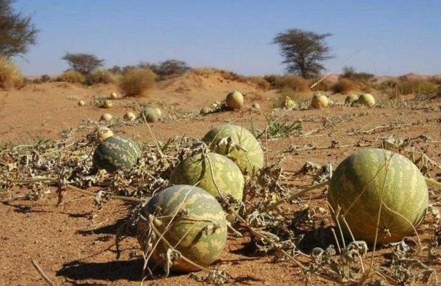 切记！看到沙漠的西瓜不要随便摘，不然后悔都来不及，有人中招了