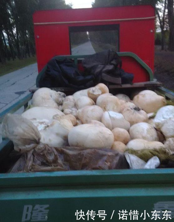农村山上发现“白色大馒头”，拉一车到集市，50一斤高价被收走
