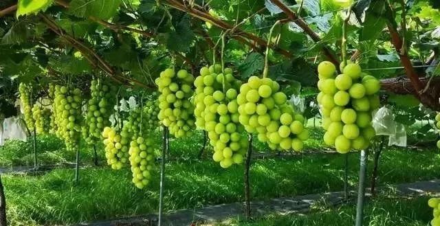  #阳光#“阳光玫瑰”葡萄在日本卖天价，引种中国为何跌下神坛？