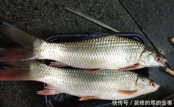  试试：赤眼鳟的习性和垂钓技巧，没钓过赤眼鳟，可以试试这几种方法！