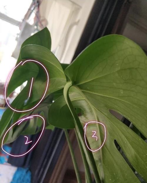  盆才：龟背竹换盆才5天叶片就下垂怎么办？10年老花匠告诉你养护重点