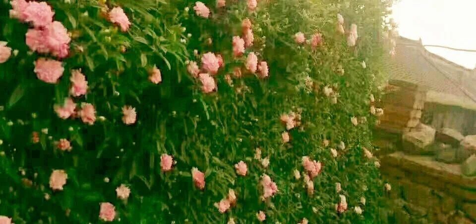  【慎养】这花要慎养，每年砍掉3麻袋，照样蹭蹭长！