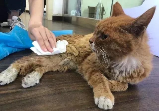 神预测世界杯的故宫猫去世了,带走它的猫血栓