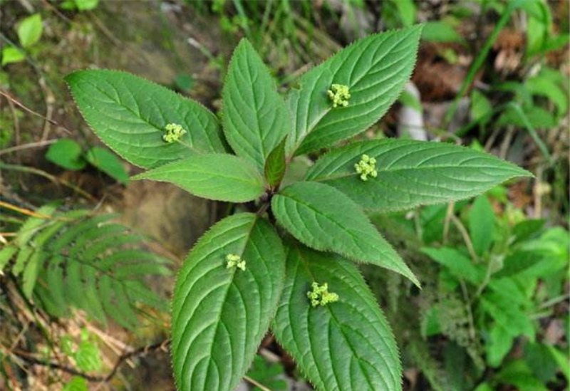  #种绿色的豆荚叶#山里一种奇特植物，花和果子都长叶面上，十分罕见，遇到请珍惜